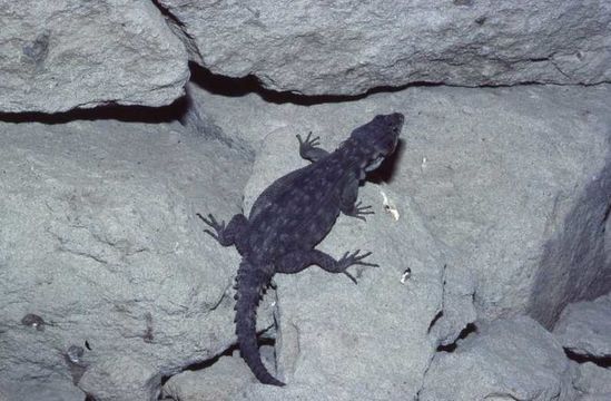 Image de Lézard des rochers