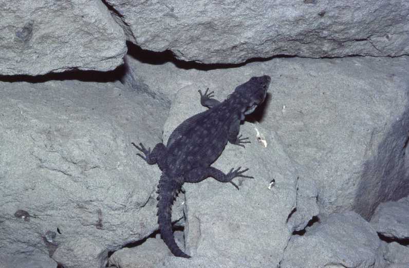 Image of Eastern Cape Crag Lizard