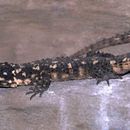 Image of Warren's girdled lizard