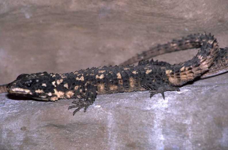 Image of Warren's girdled lizard