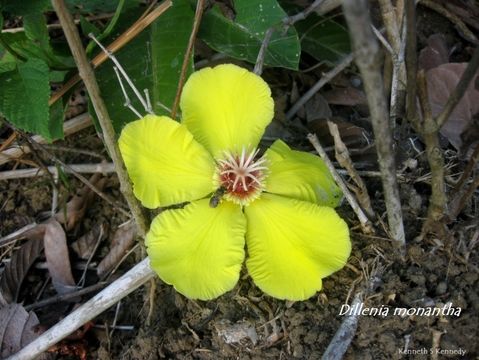 Image of Dillenia monantha Merrill