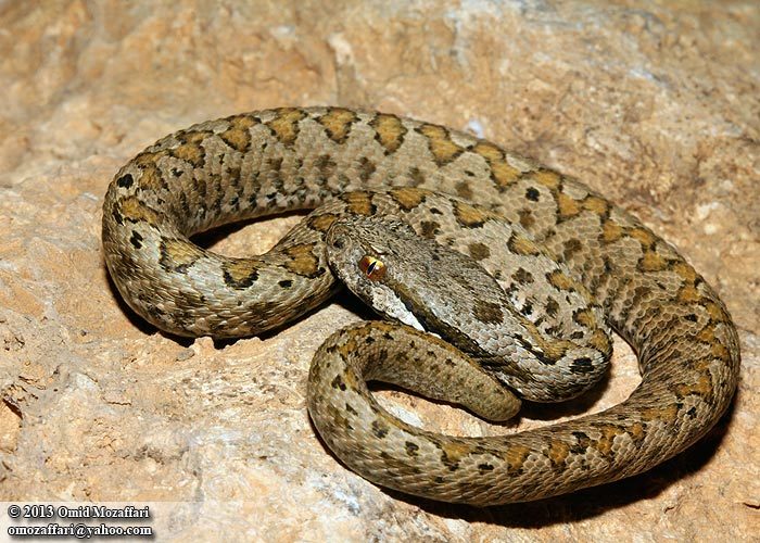 Image of Armenian Viper