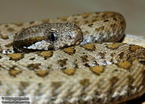 Image of Armenian Viper