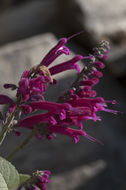 Image of Salvia townsendii Fernald