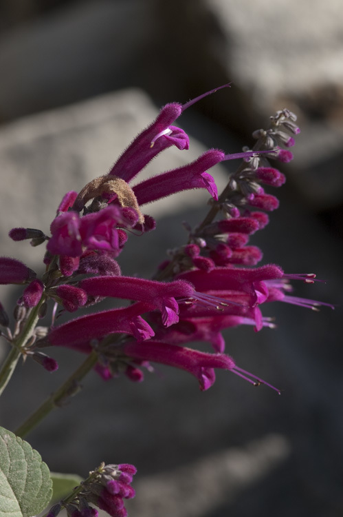 Imagem de Salvia townsendii Fernald