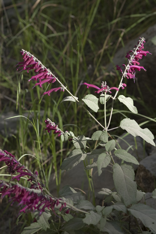 Imagem de Salvia townsendii Fernald