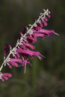 Image of Salvia townsendii Fernald