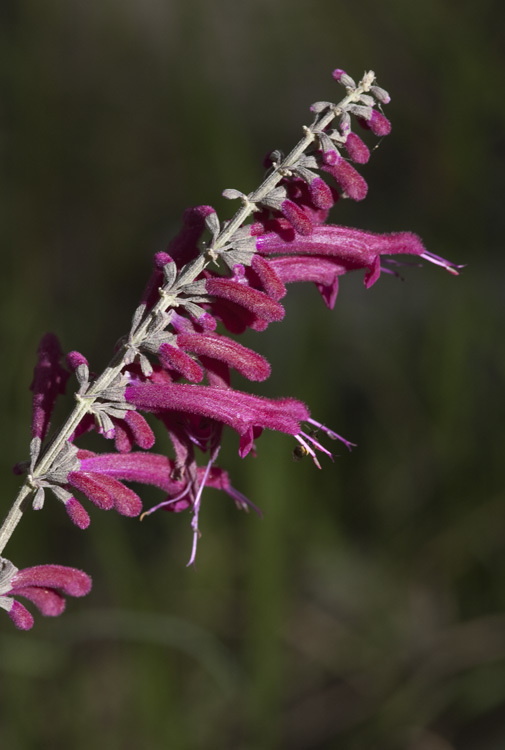 Imagem de Salvia townsendii Fernald