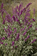 Imagem de Salvia townsendii Fernald