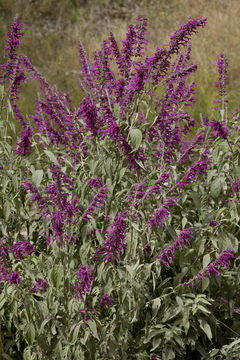 Image of Salvia townsendii Fernald