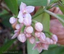 Plancia ëd Ardisia romanii Elmer