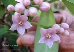 Plancia ëd Ardisia romanii Elmer