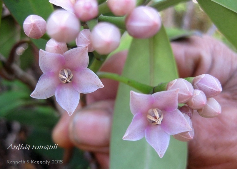 Plancia ëd Ardisia romanii Elmer