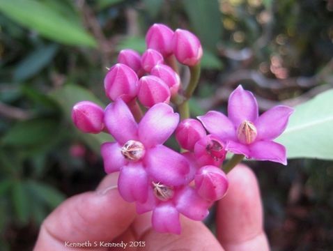 Plancia ëd Ardisia romanii Elmer