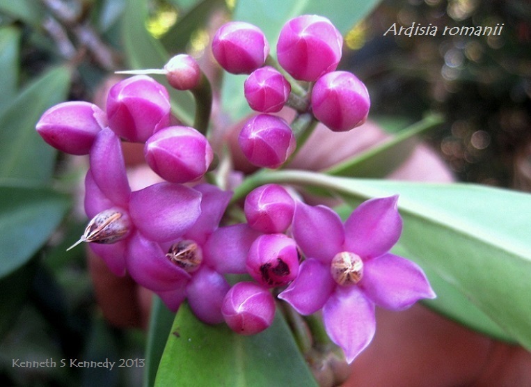 Plancia ëd Ardisia romanii Elmer