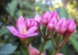 Plancia ëd Ardisia romanii Elmer