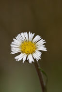 Image de Erigeron lonchophyllus Hook.