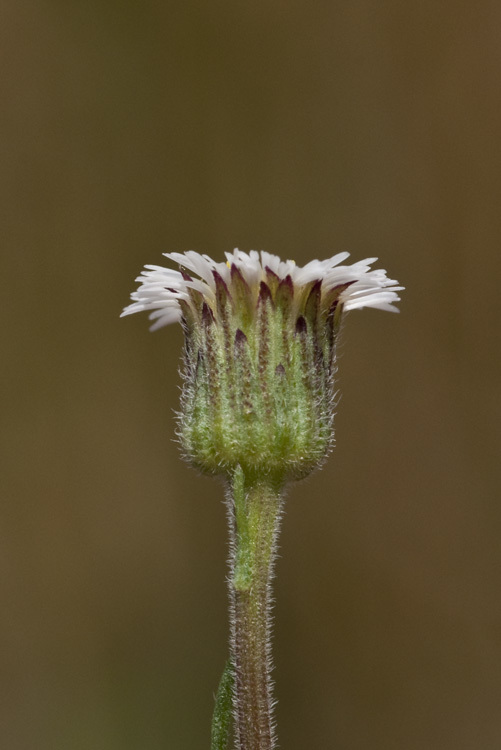 Image de Erigeron lonchophyllus Hook.