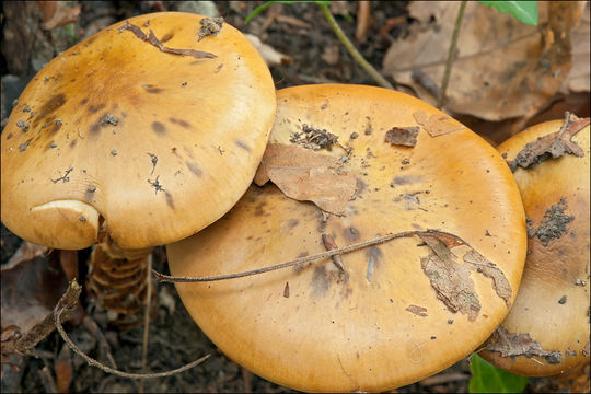 Image of Cortinarius trivialis J. E. Lange 1940