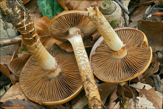 Image of Cortinarius trivialis J. E. Lange 1940