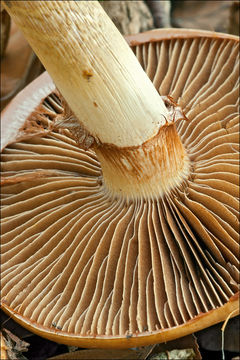 Image of Cortinarius trivialis J. E. Lange 1940