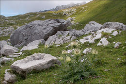 Image of Cirsium spinosissimum (L.) Scop.