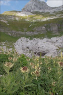 Image of Cirsium spinosissimum (L.) Scop.