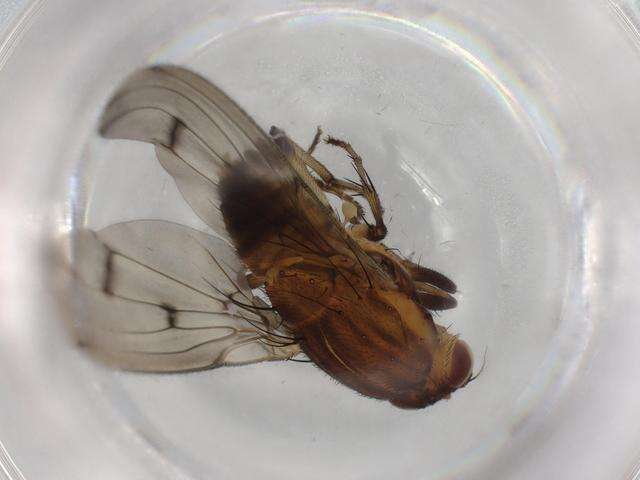 Image of Cnemospathidinae