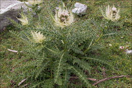 Image of Cirsium spinosissimum (L.) Scop.