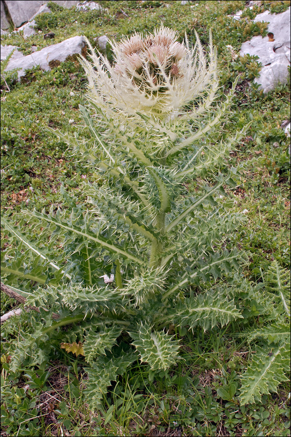 Image of Cirsium spinosissimum (L.) Scop.