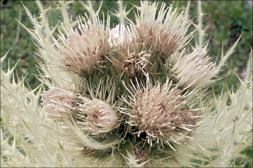 Image of Cirsium spinosissimum (L.) Scop.