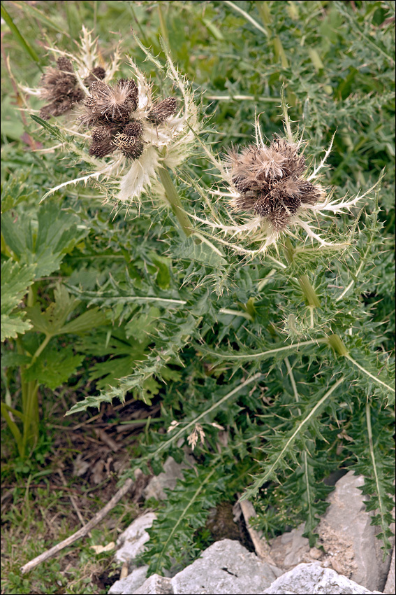 Image of Cirsium spinosissimum (L.) Scop.