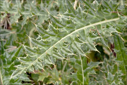 Image of Cirsium spinosissimum (L.) Scop.