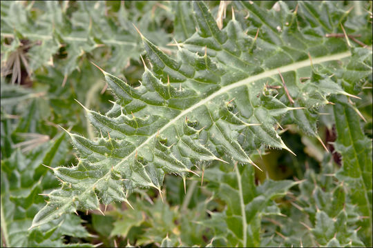 Image of Cirsium spinosissimum (L.) Scop.