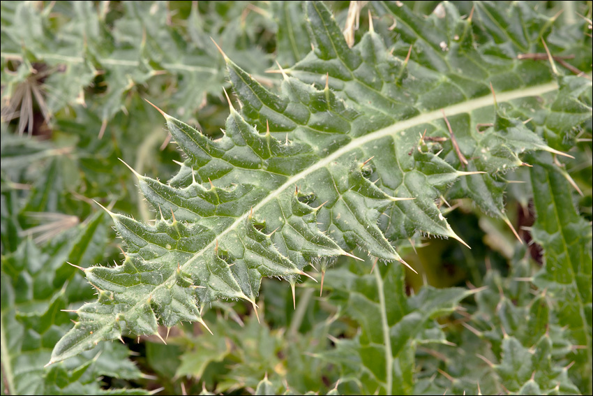 Image of Cirsium spinosissimum (L.) Scop.