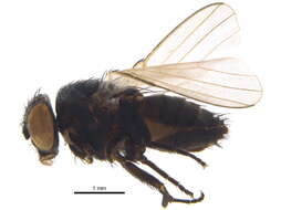 Image of Pholeomyia