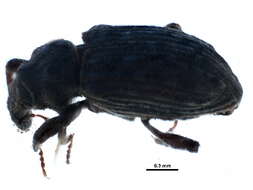 Image of Brachycerinae