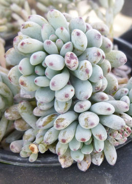 Image of Graptopetalum pachyphyllum Rose