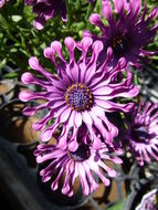 Image of blue and white daisybush