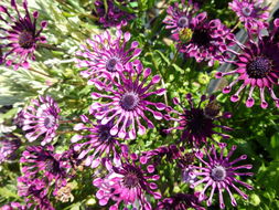 Image of blue and white daisybush