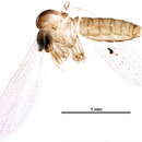Image of Migonemyia