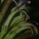 Image de Cyanea tritomantha A. Gray