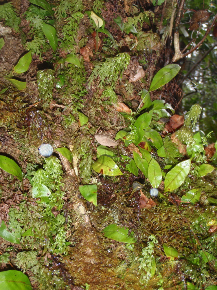 Imagem de Elaphoglossum pellucidum (Sod.) C. Chr.