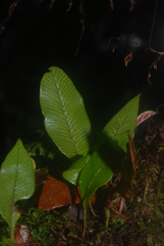 Imagem de Elaphoglossum pellucidum (Sod.) C. Chr.