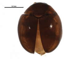 Image of Anamorphidae