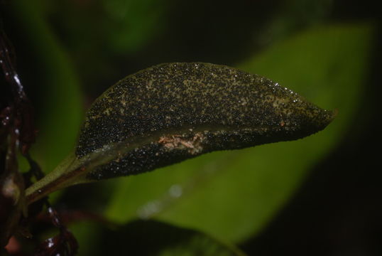 Image of Jeweled Tongue Fern