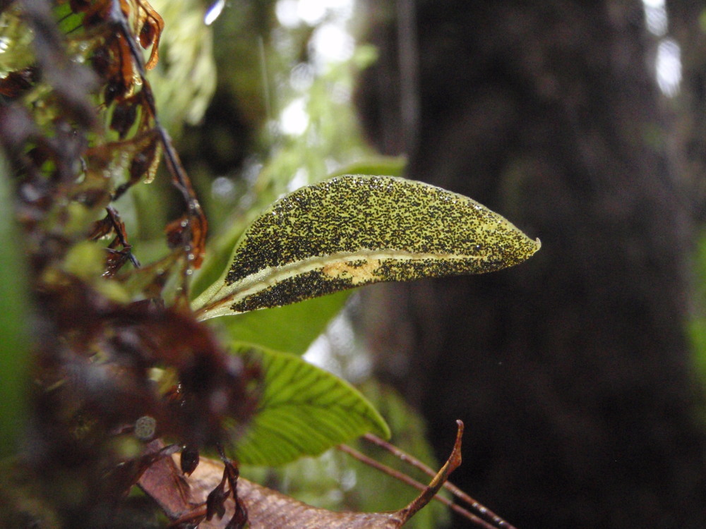 Image of Jeweled Tongue Fern