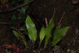 Image of Jeweled Tongue Fern