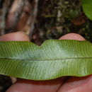 Image of Jeweled Tongue Fern