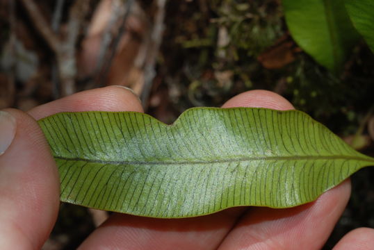 Image of Jeweled Tongue Fern